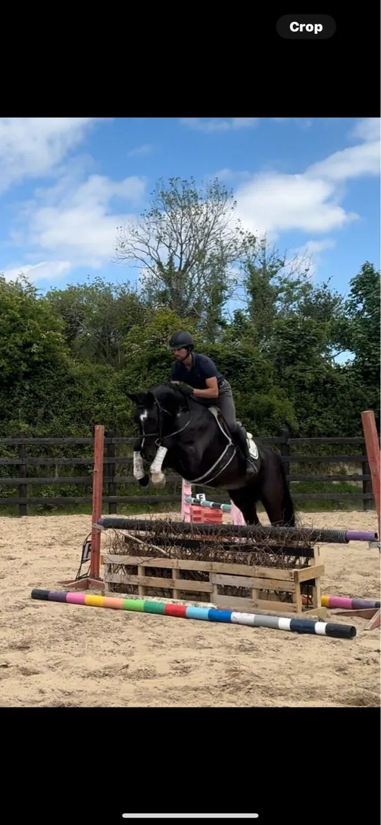 16.1h 7 year old ISH Gelding - Image 1