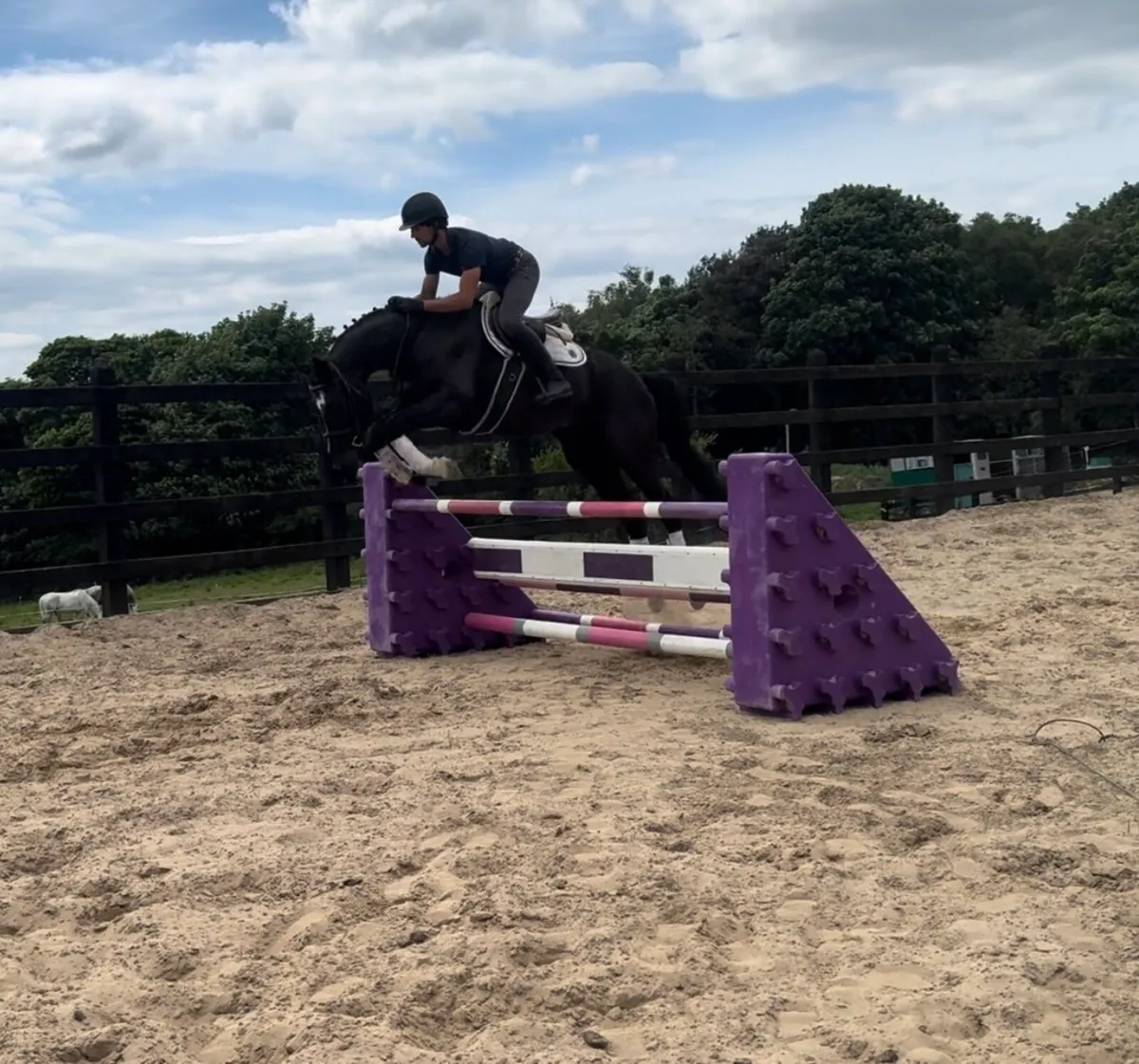 16.1h 7 year old ISH Gelding - Image 2