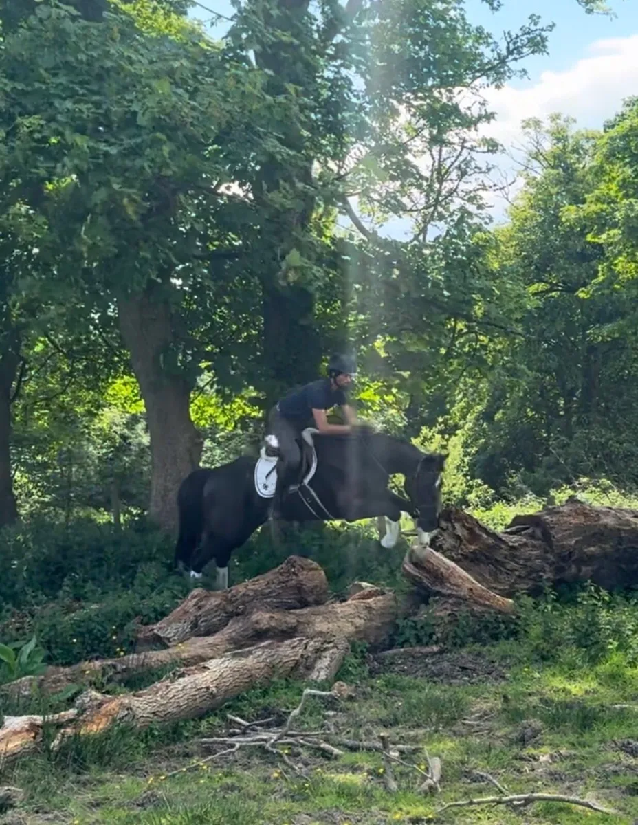 16.1h 7 year old ISH Gelding - Image 3