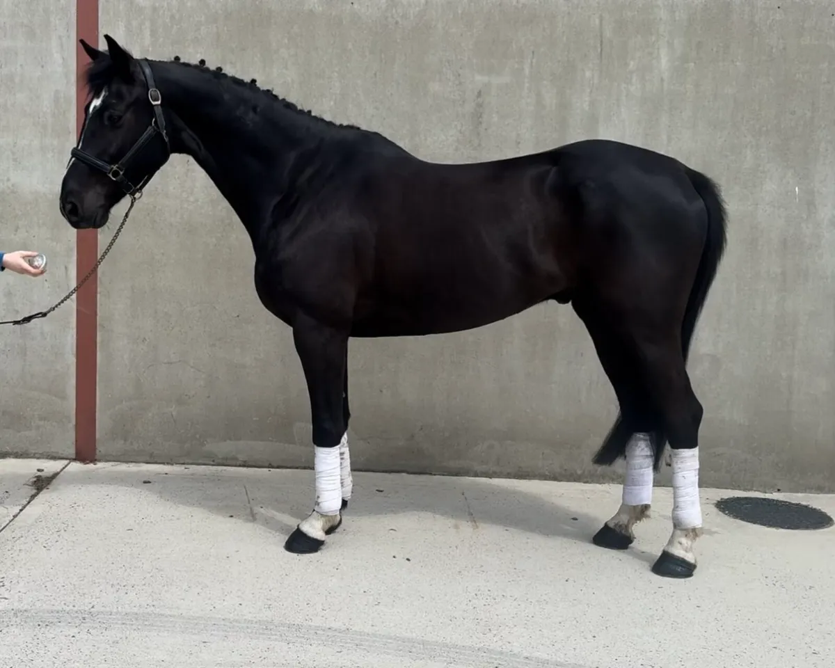 16.1h 7 year old ISH Gelding - Image 4