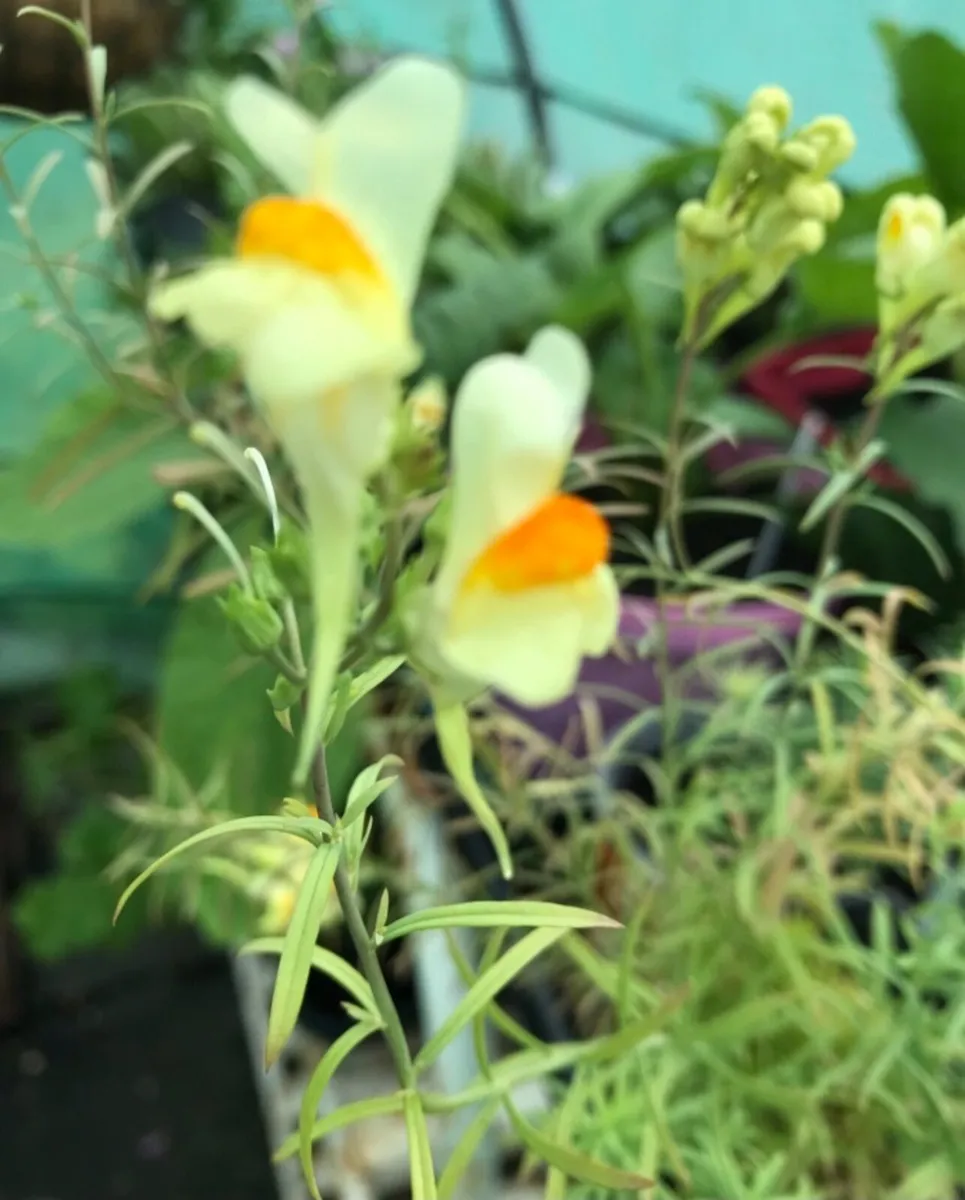 Perennial flowers - Image 2