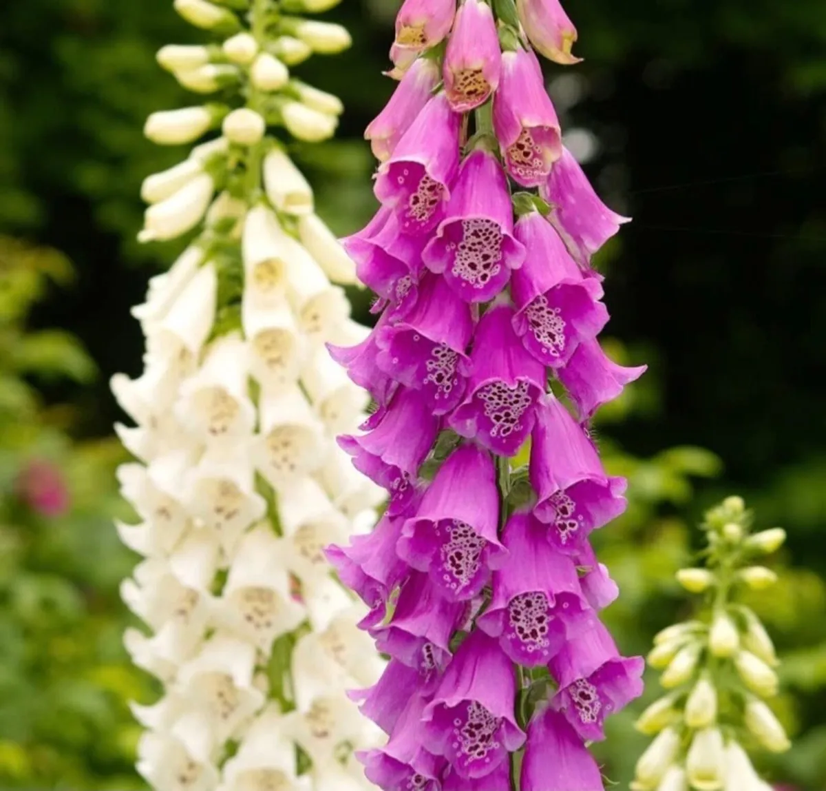 Perennial flowers - Image 4