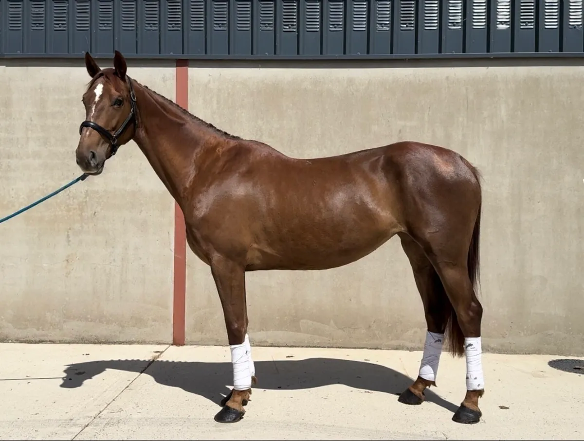 16.2 5 yo ISH mare - Image 1