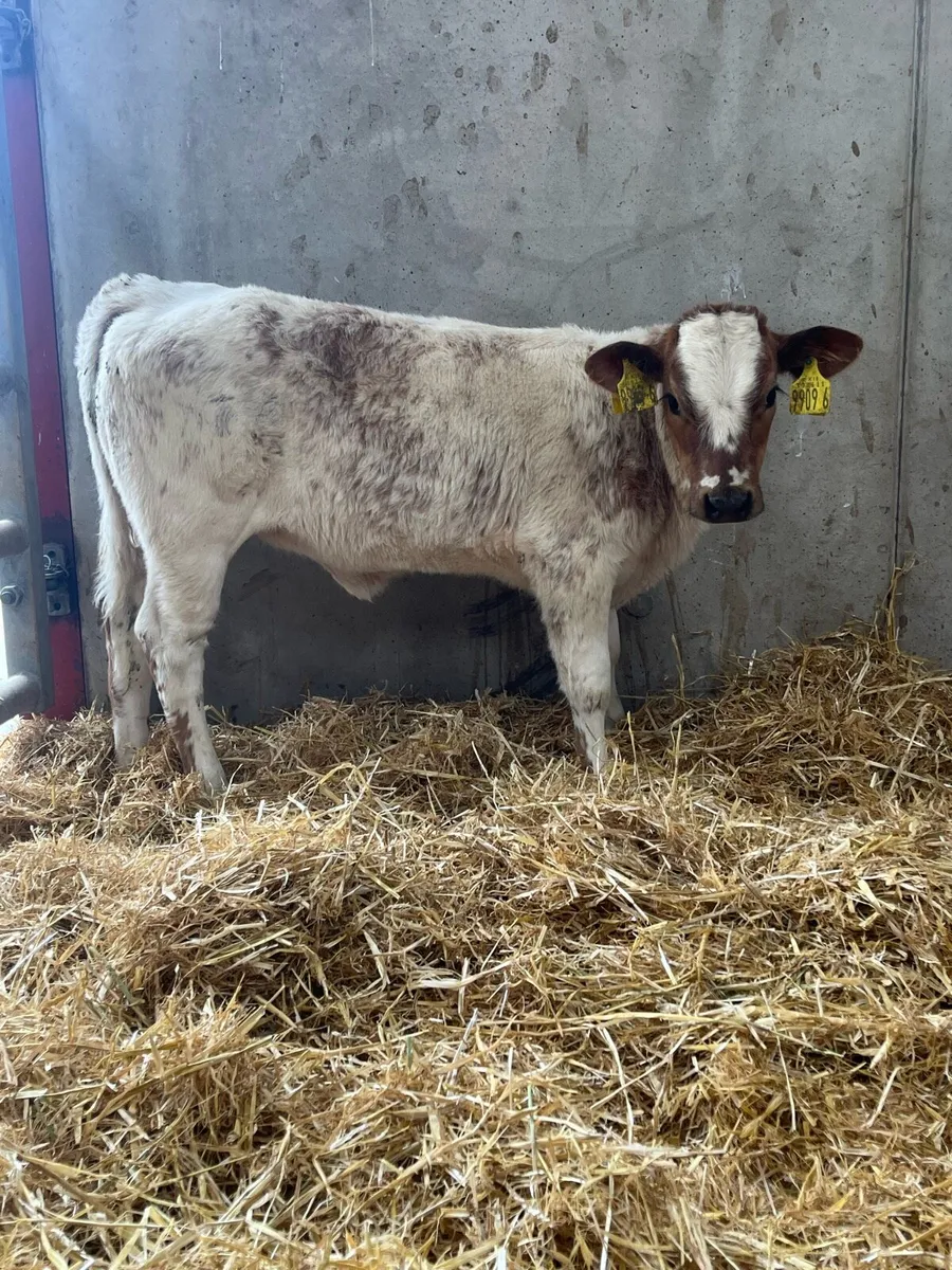 5 Super Heifer Calves - Image 1