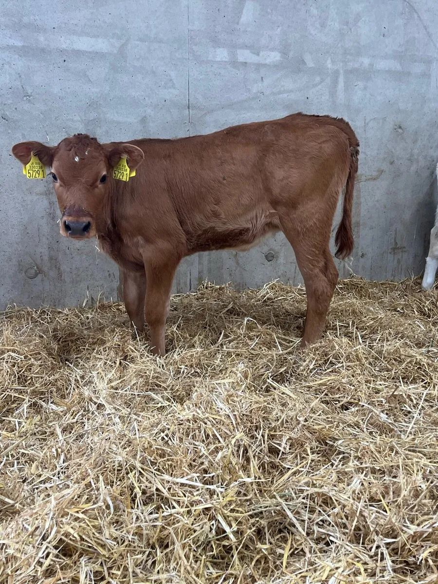 5 Super Heifer Calves - Image 2