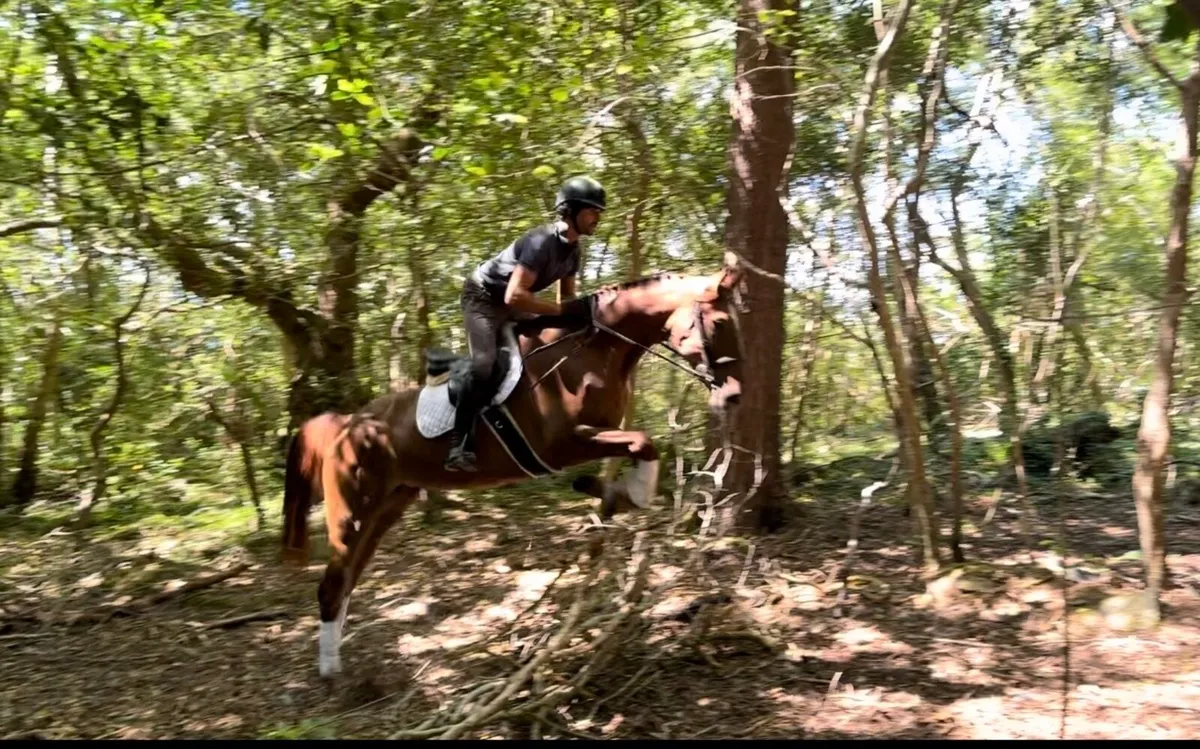 16.2 5 yo ISH mare - Image 2