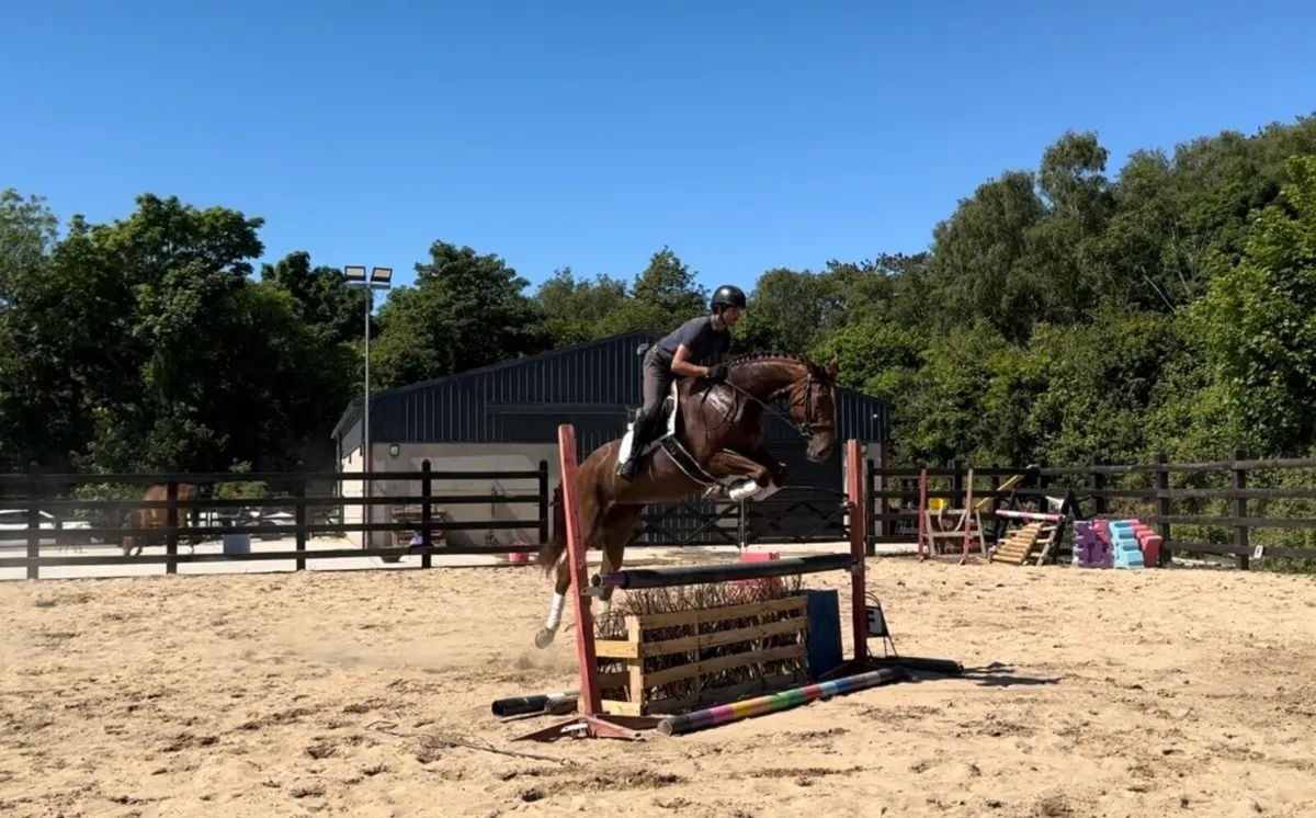 16.2 5 yo ISH mare - Image 3