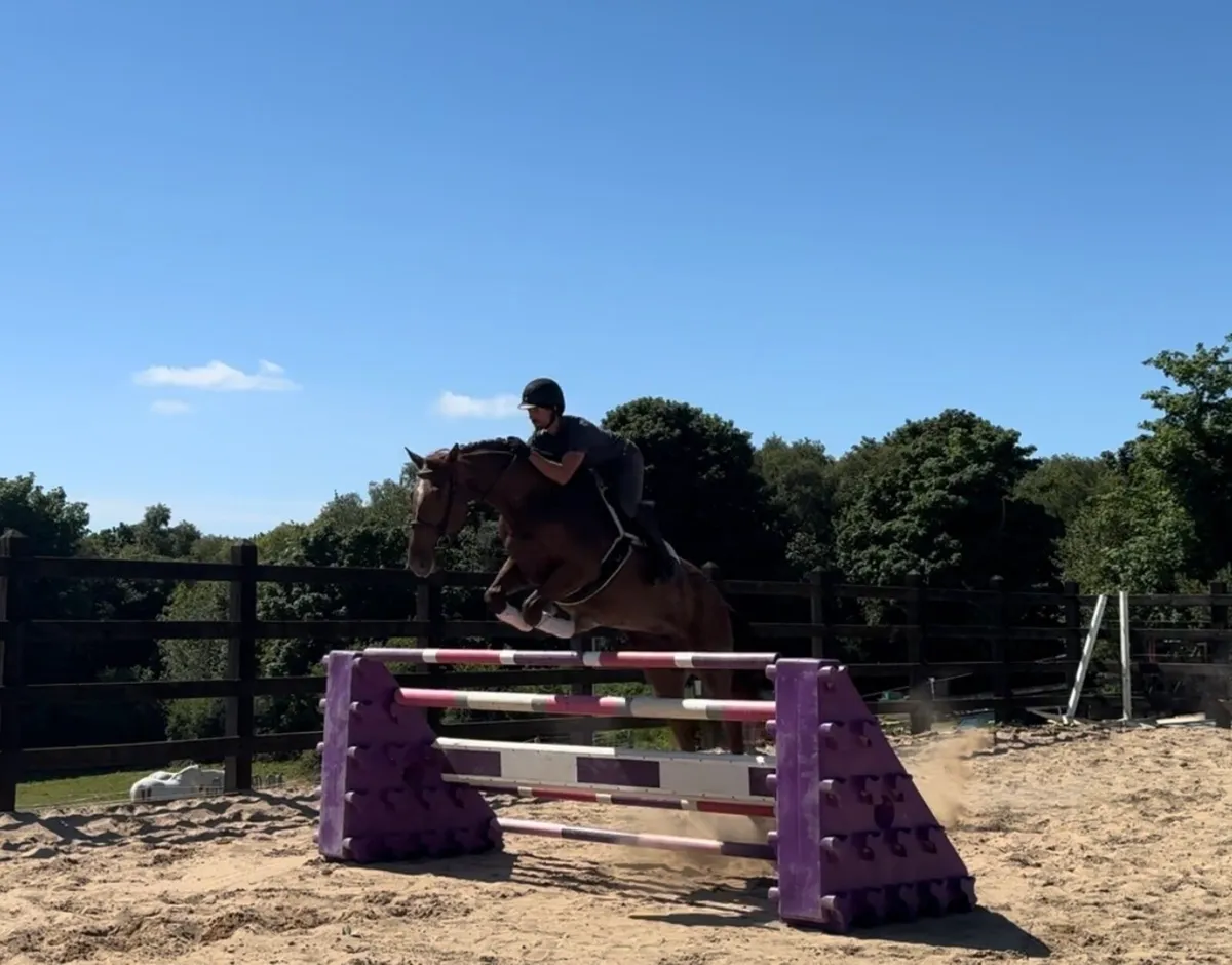 16.2 5 yo ISH mare - Image 4