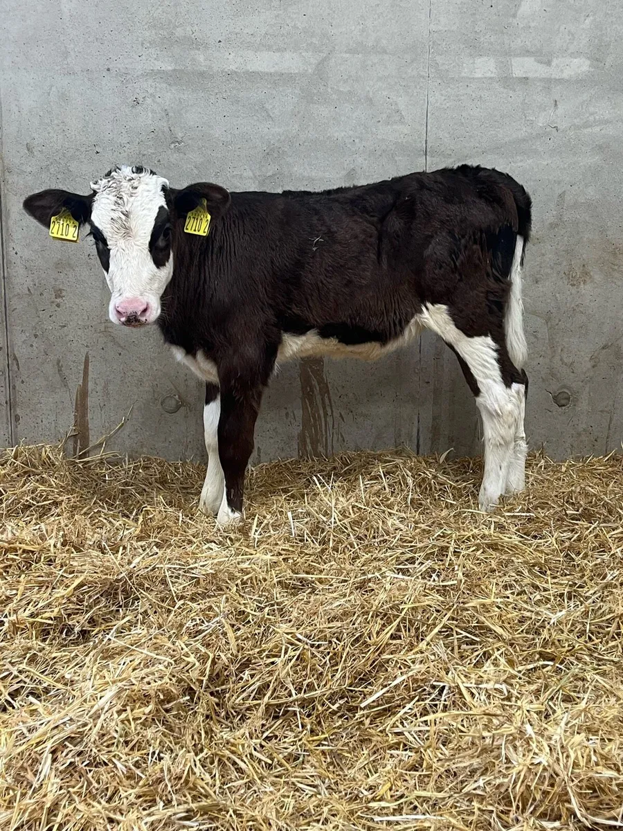 5 Super Heifer Calves - Image 3