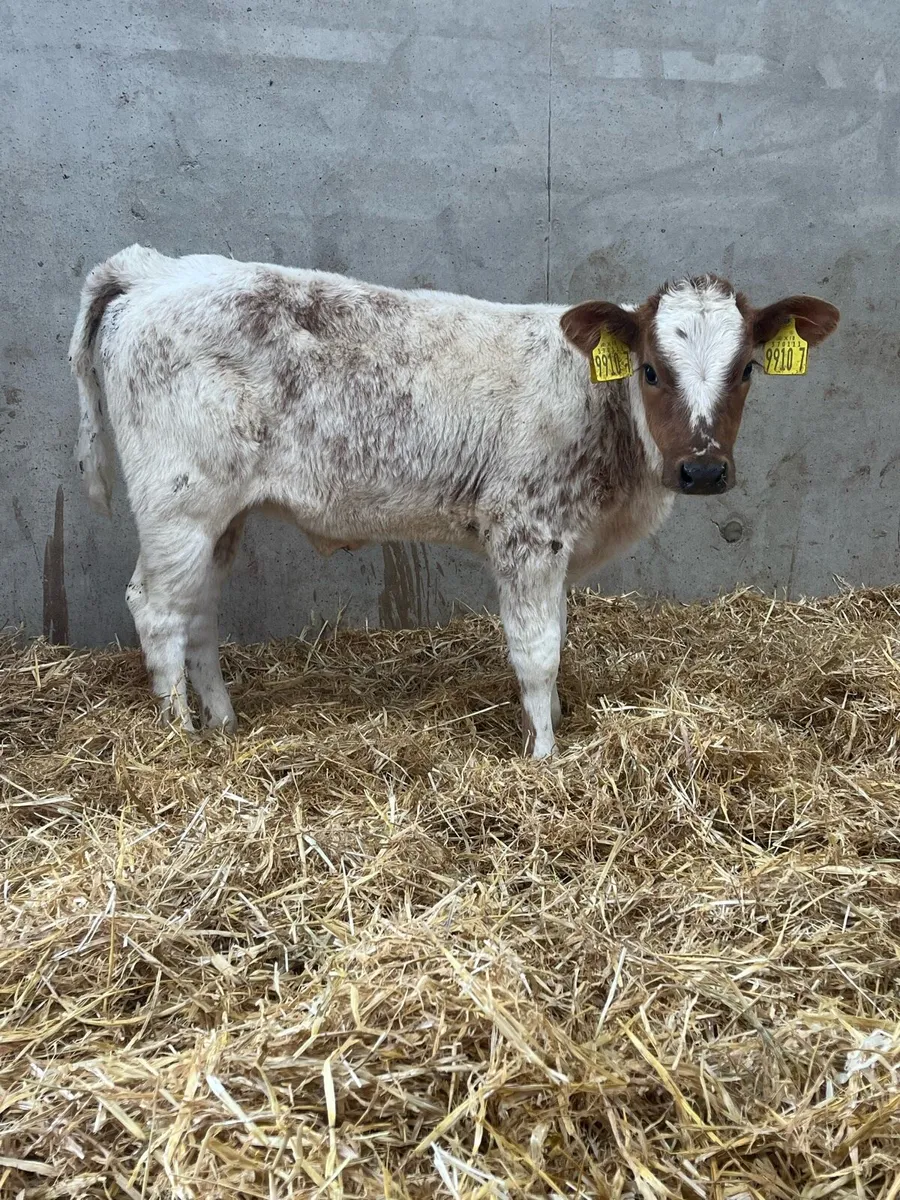 5 Super Heifer Calves - Image 4