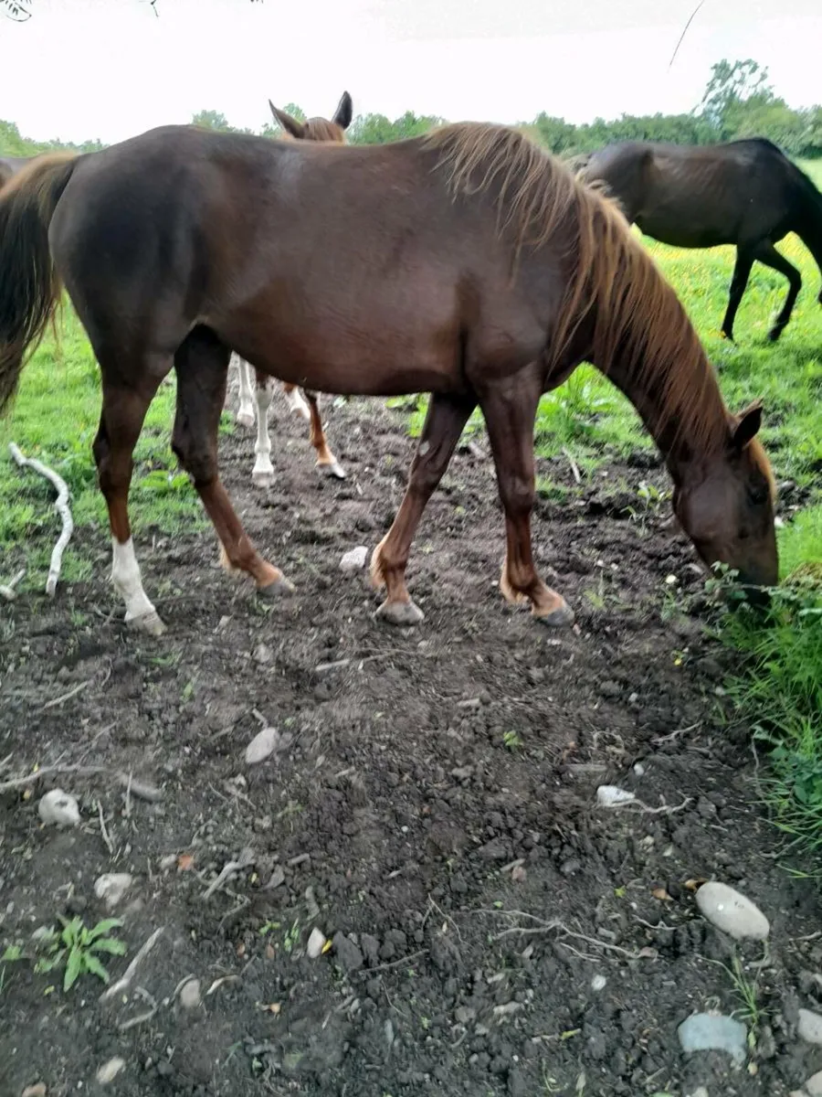 Horses - Image 1