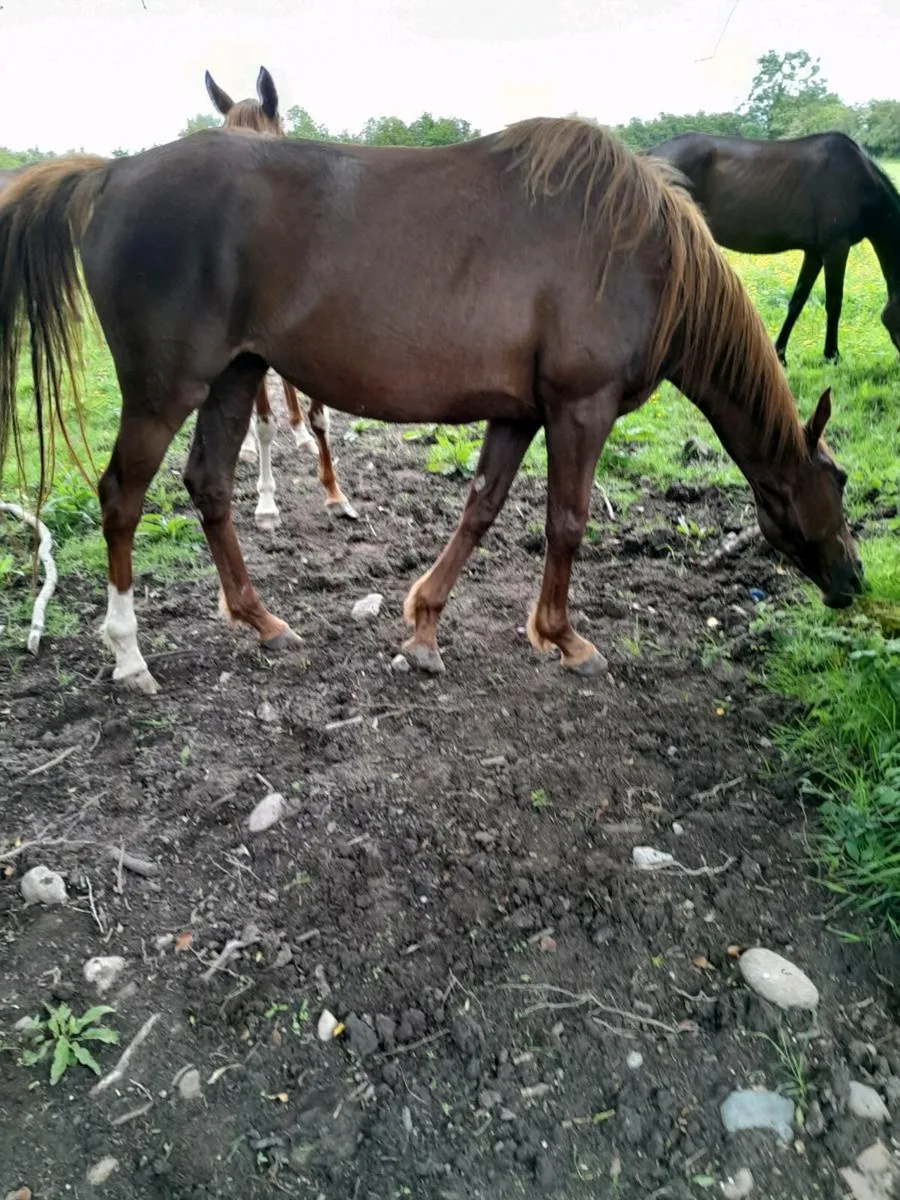Horses - Image 2