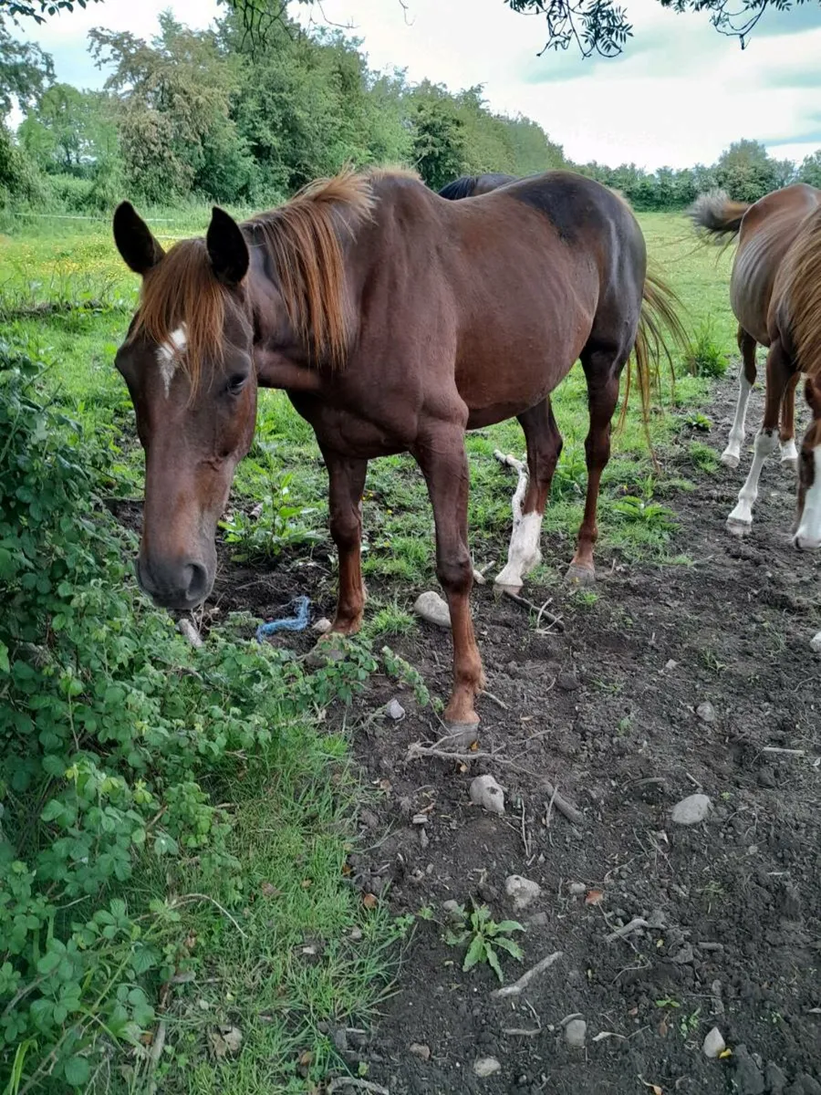Horses - Image 3