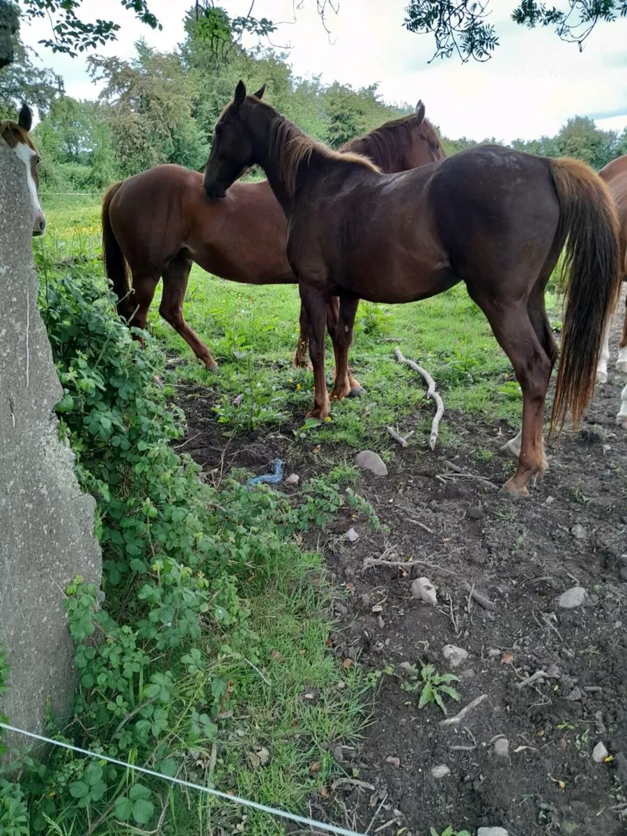 Horses - Image 4