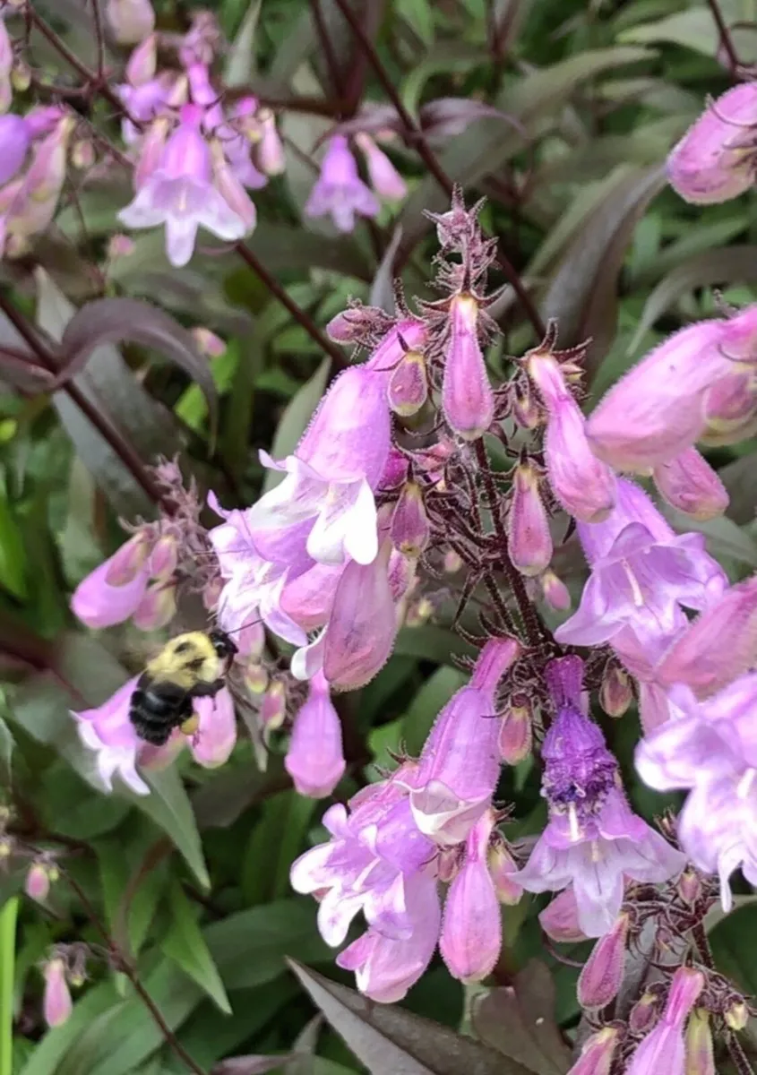 Perennial flowers - Image 1