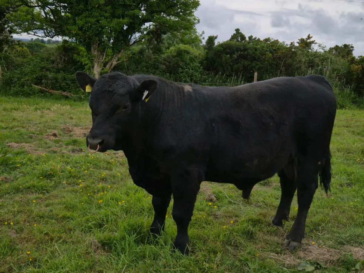 Purebred Angus Bull - Image 1