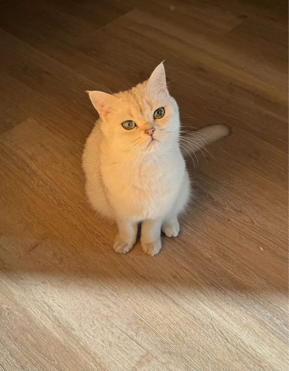 Purebred British Shorthair - Image 1