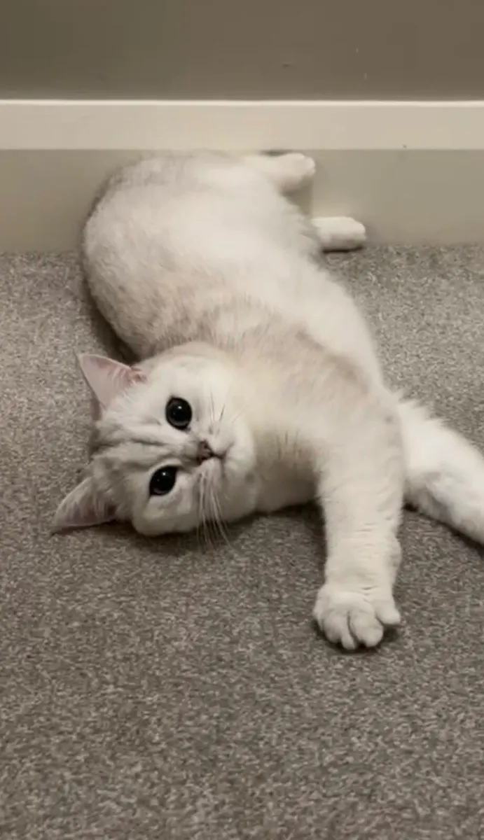 Purebred British Shorthair - Image 2