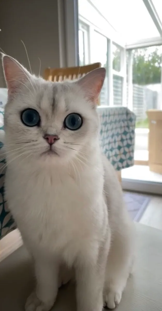 Purebred British Shorthair - Image 3