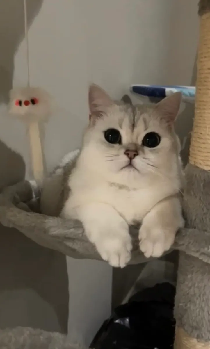 Purebred British Shorthair - Image 4