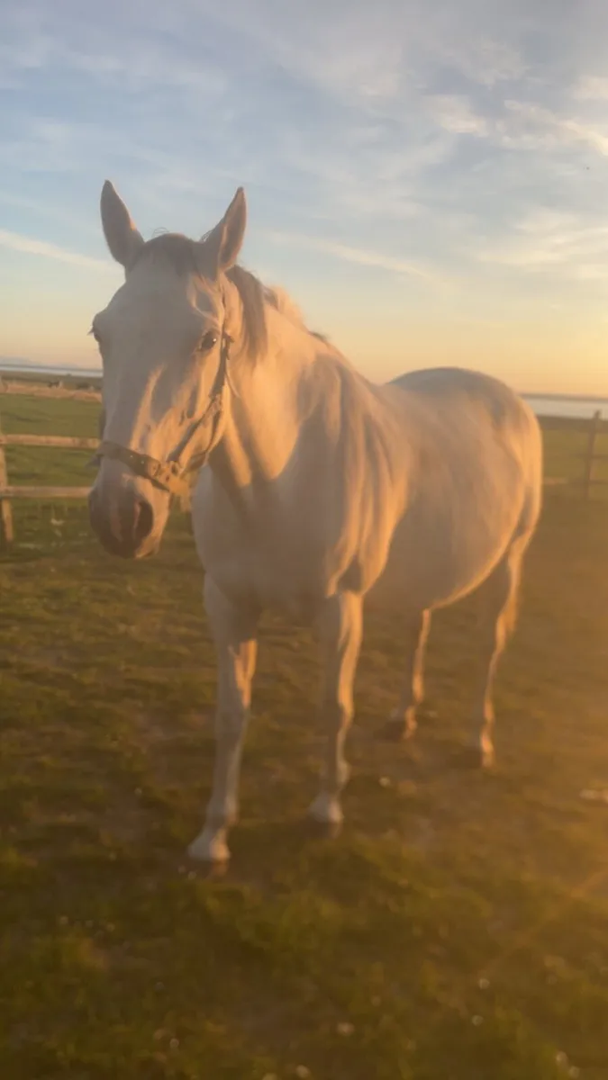 Pacino Mare in Foal - Image 1