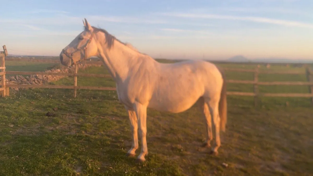 Pacino Mare in Foal - Image 2