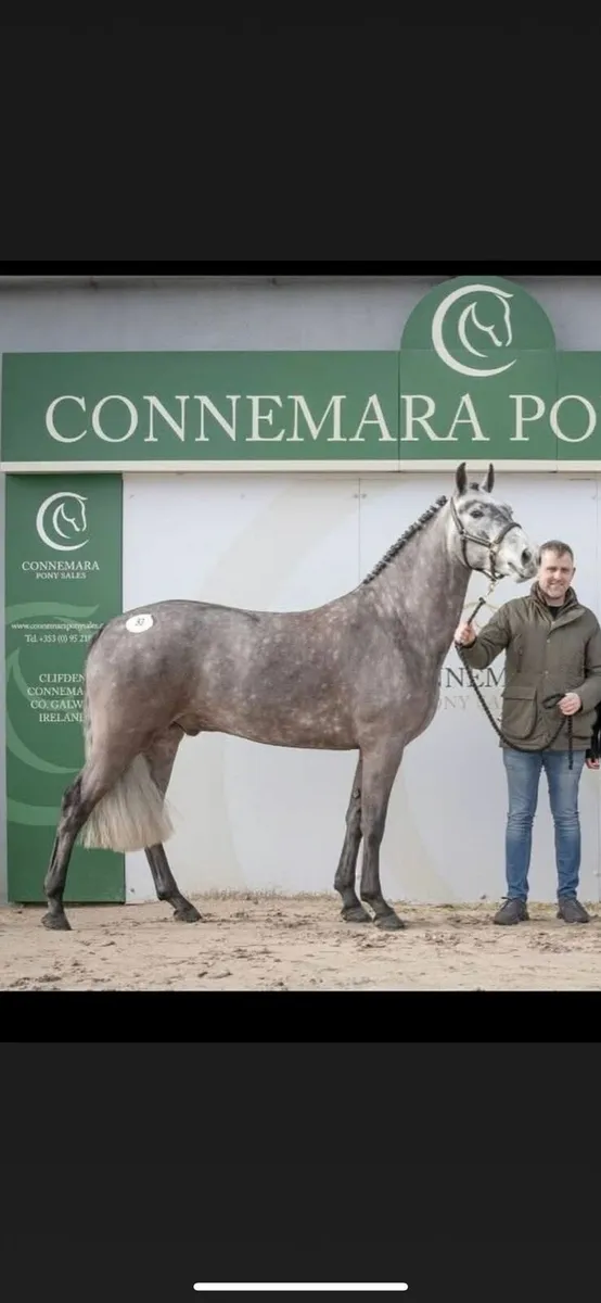 🐴Connemara grade A stallion at stud🐴 - Image 2