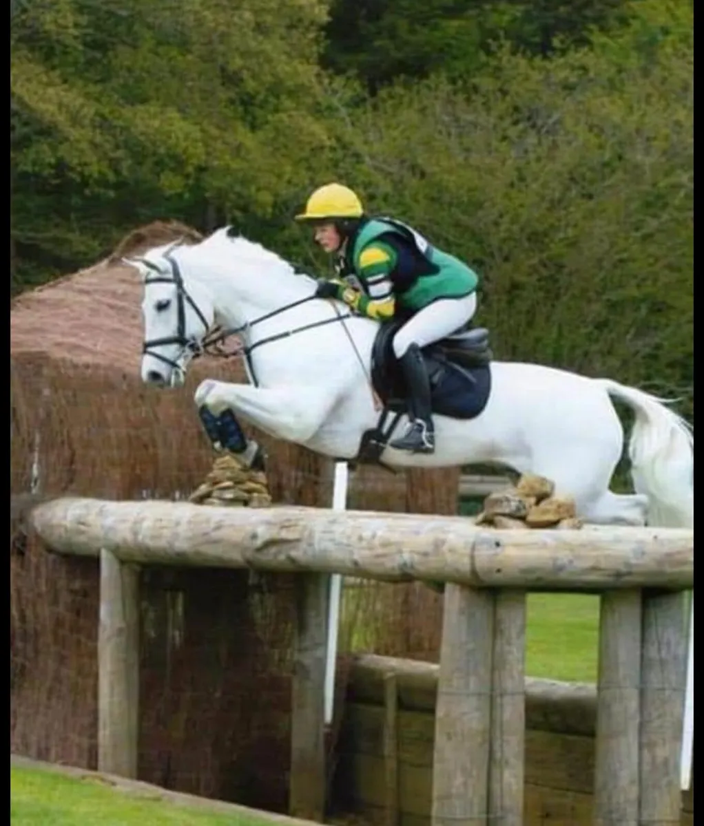 🐴Connemara grade A stallion at stud🐴 - Image 2