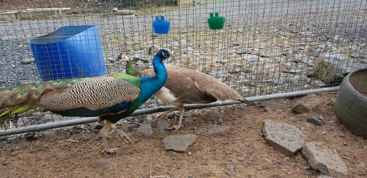 Peafowl hatching eggs - Image 1
