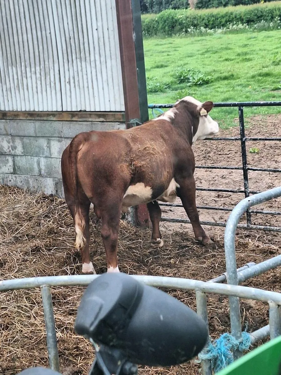 Polled Hereford bull for heifers - Image 1
