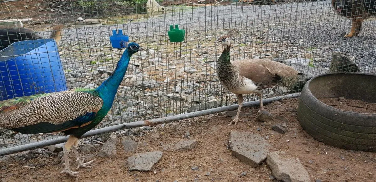 Peafowl hatching eggs - Image 3