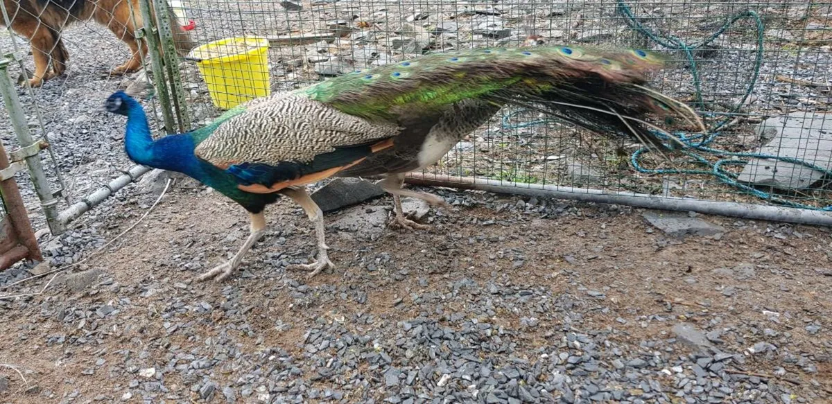 Peafowl hatching eggs - Image 4