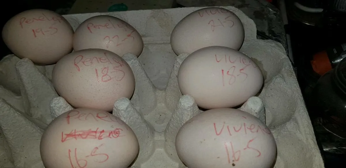 Peafowl hatching eggs - Image 2
