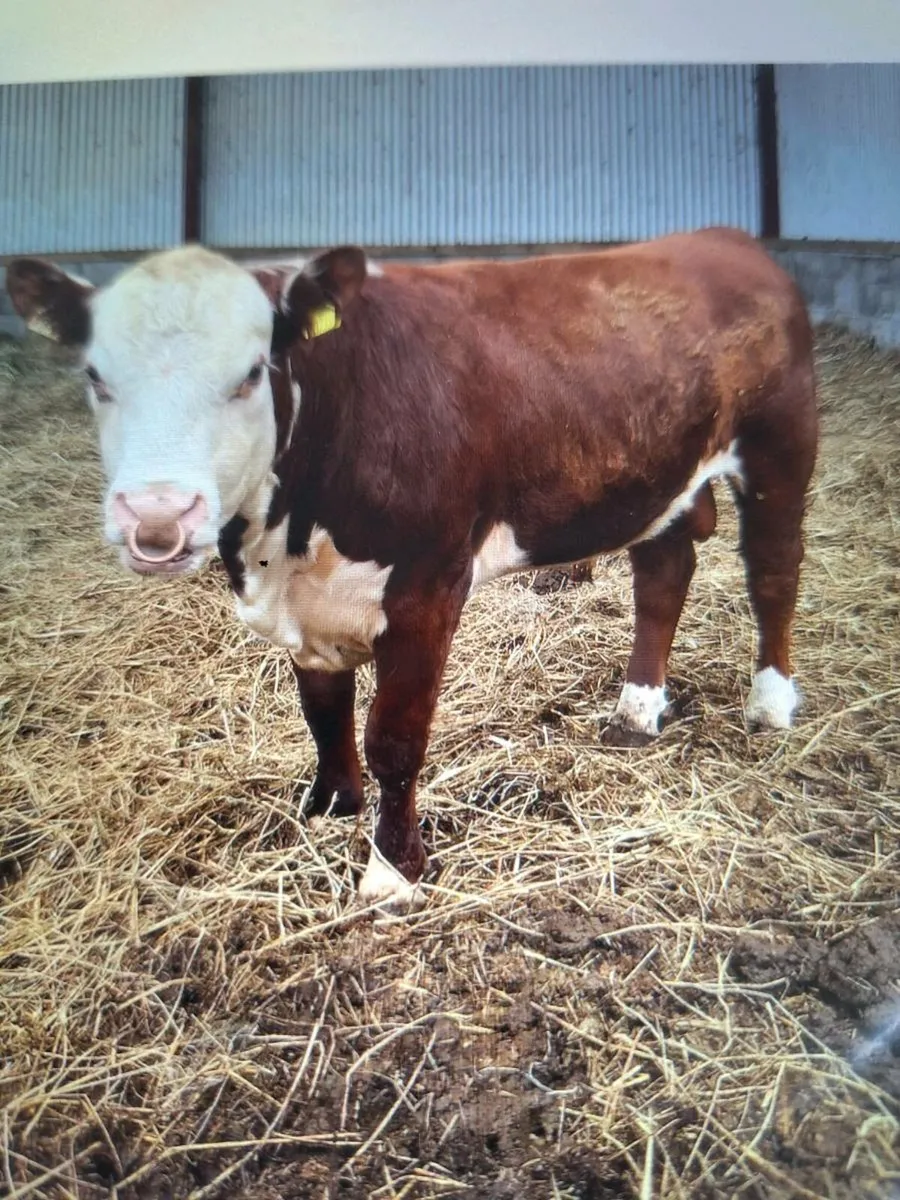 Polled Hereford bull for heifers - Image 2