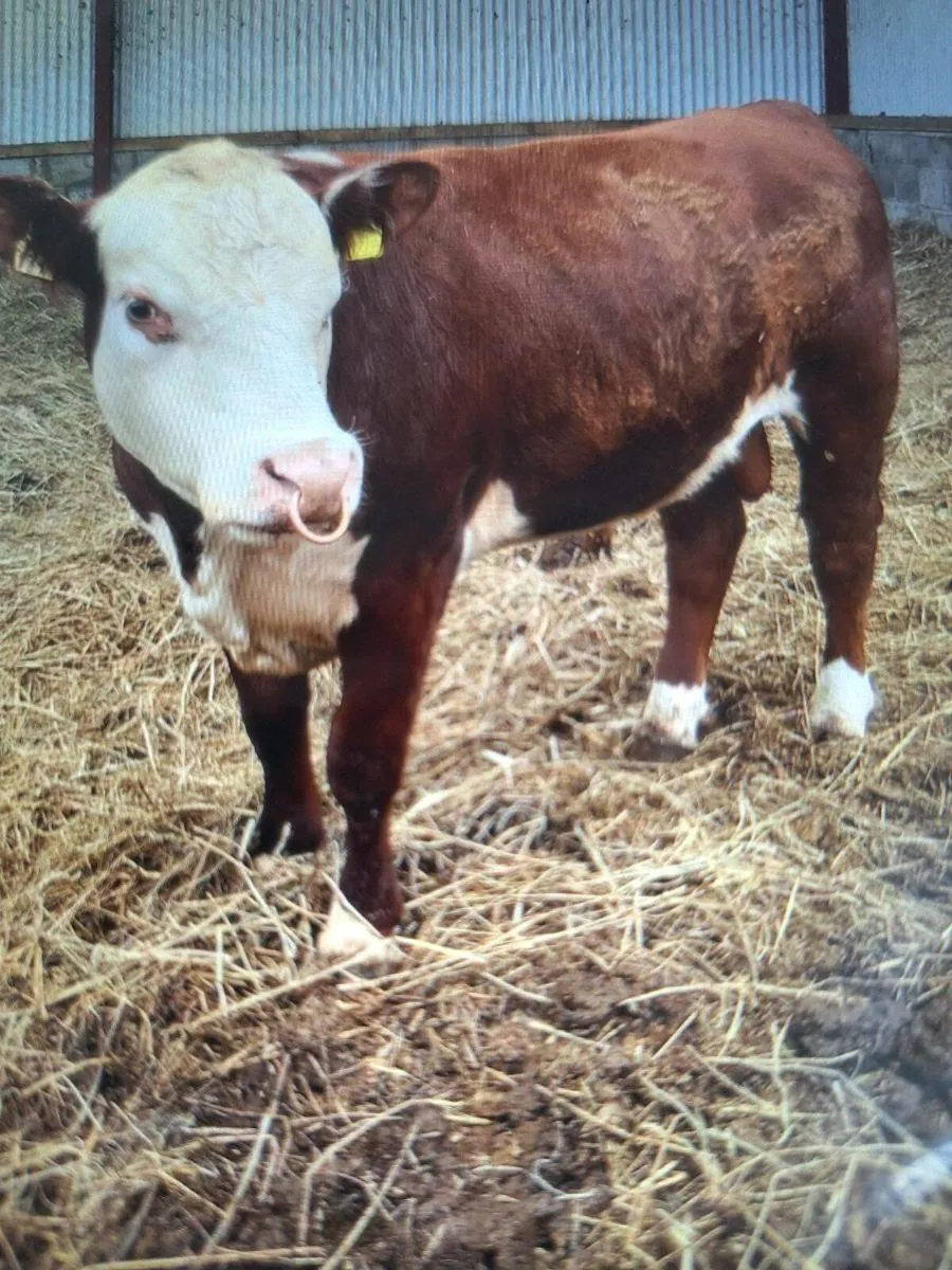 Polled Hereford bull for heifers - Image 3