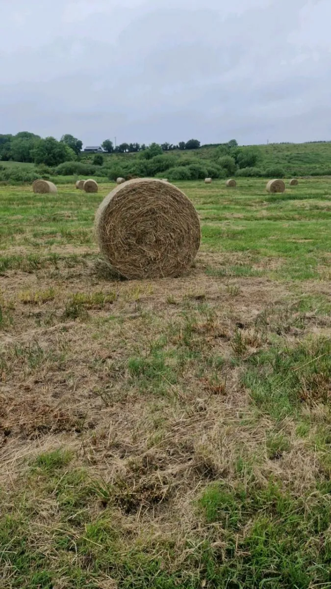 Bedding - Image 1