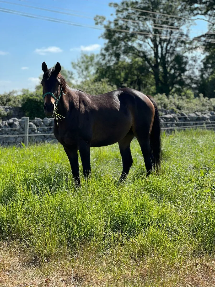 Thoroughbred Filly - Image 1
