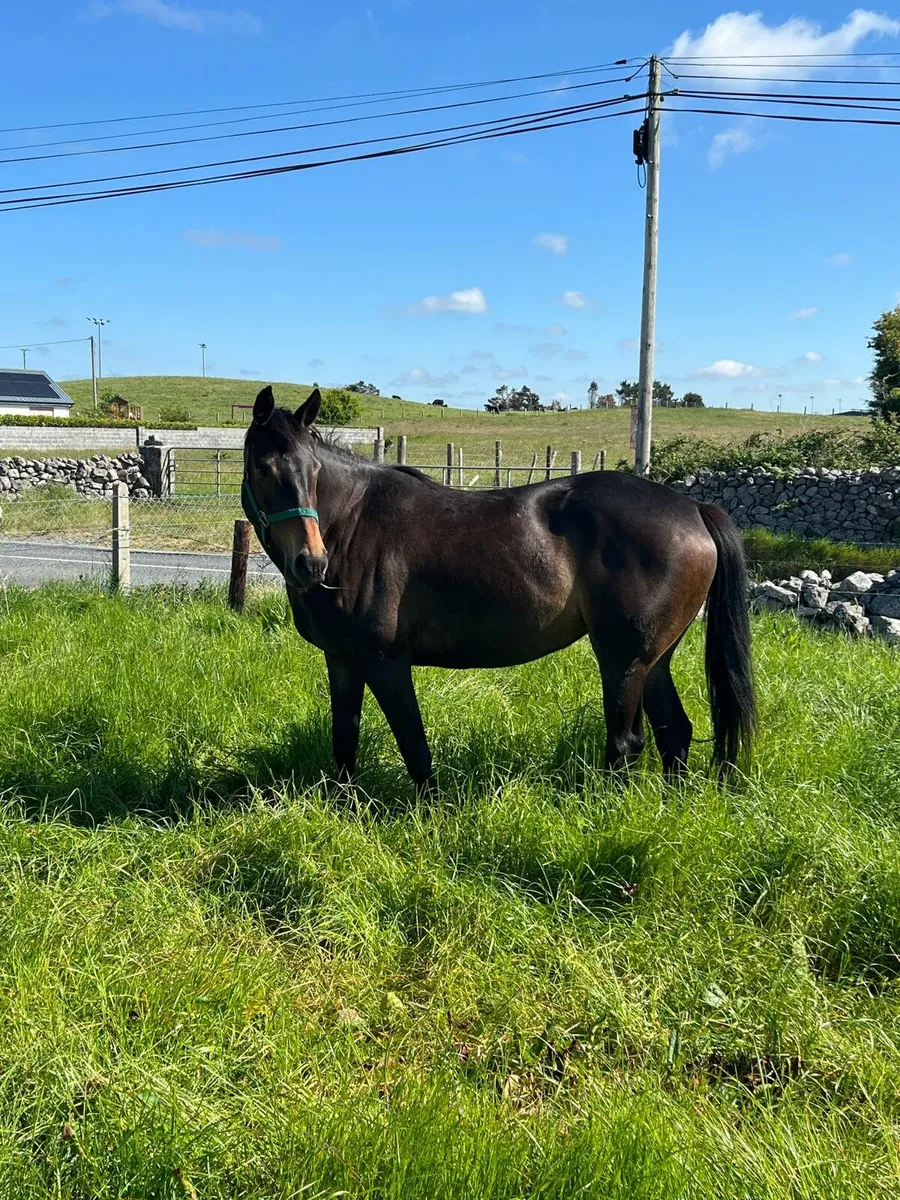 Thoroughbred Filly - Image 2