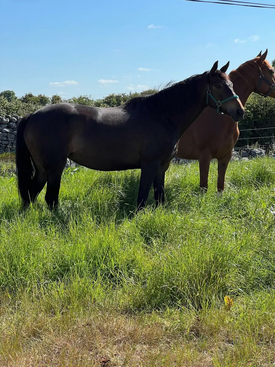 Thoroughbred Filly - Image 3