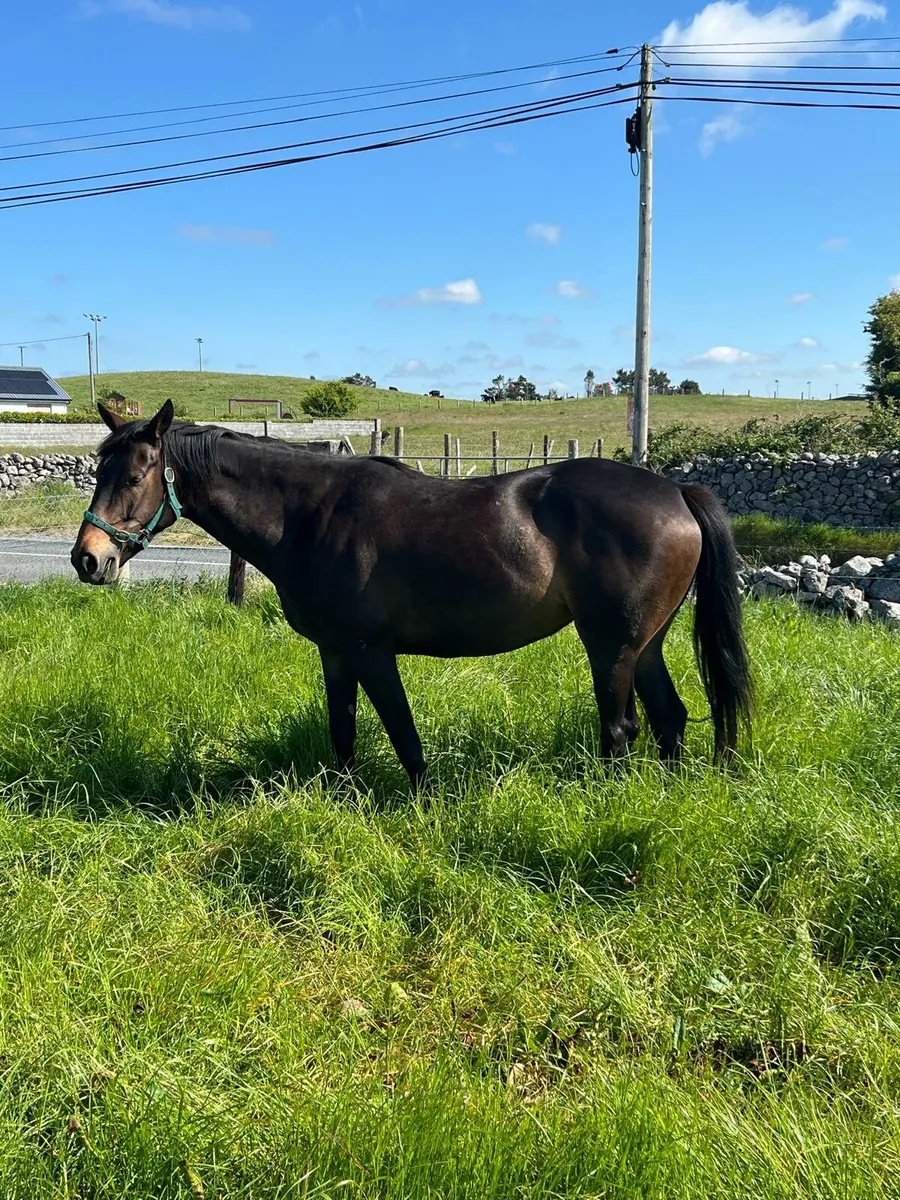 Thoroughbred Filly - Image 4