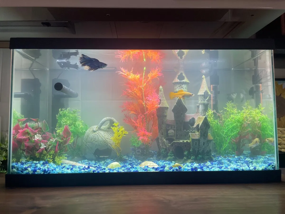 Fish tank - Image 2
