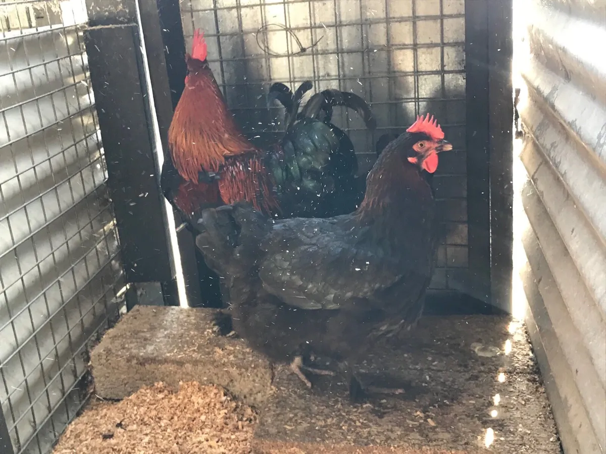 Pure bred hatching eggs🐣🐣🐣 - Image 1