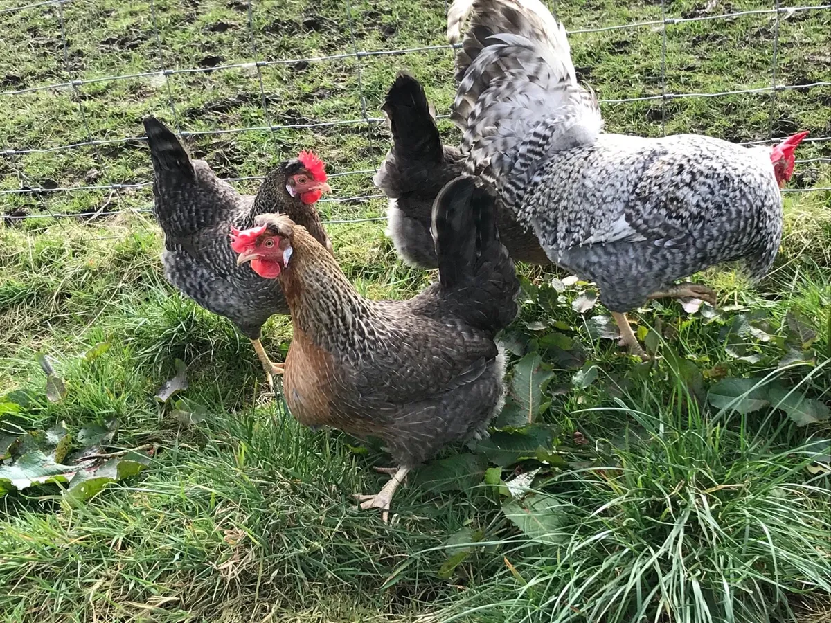 Pure bred hatching eggs🐣🐣🐣 - Image 2