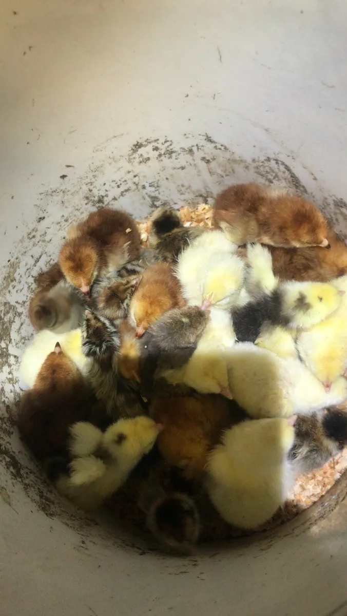 Pure bred hatching eggs🐣🐣🐣 - Image 3