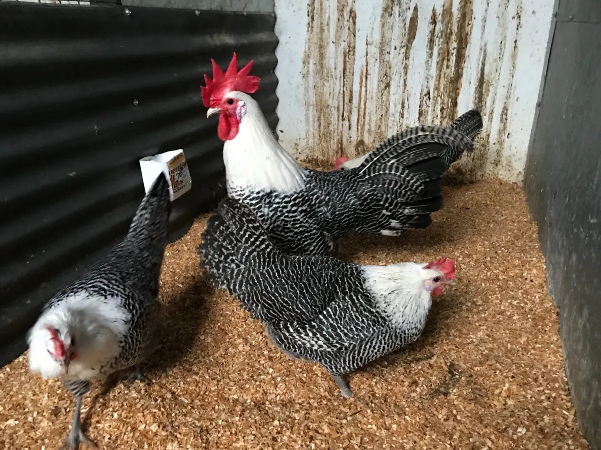Pure bred hatching eggs🐣🐣🐣 - Image 4