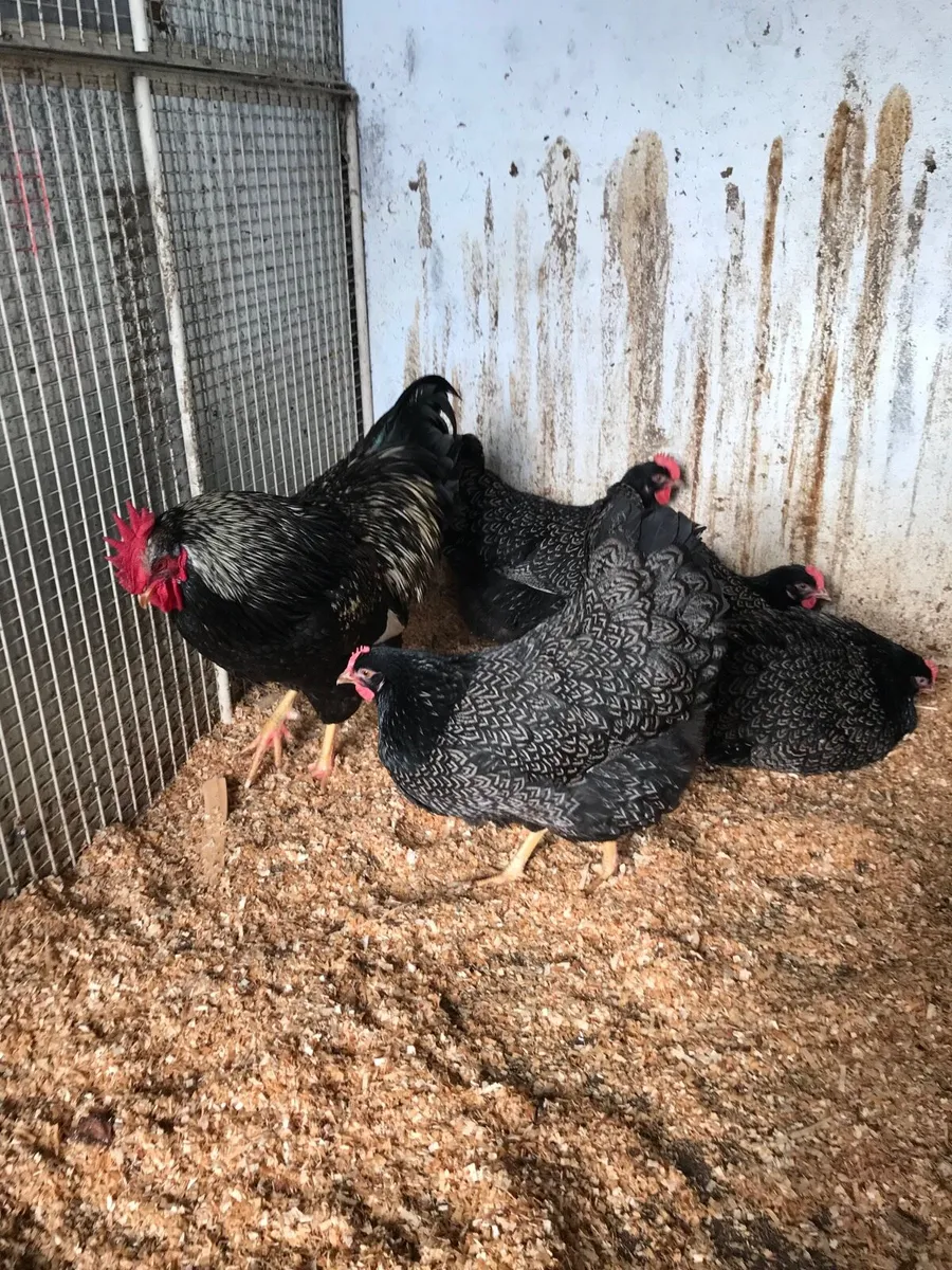 Pure bred hatching eggs🐣🐣🐣 - Image 1