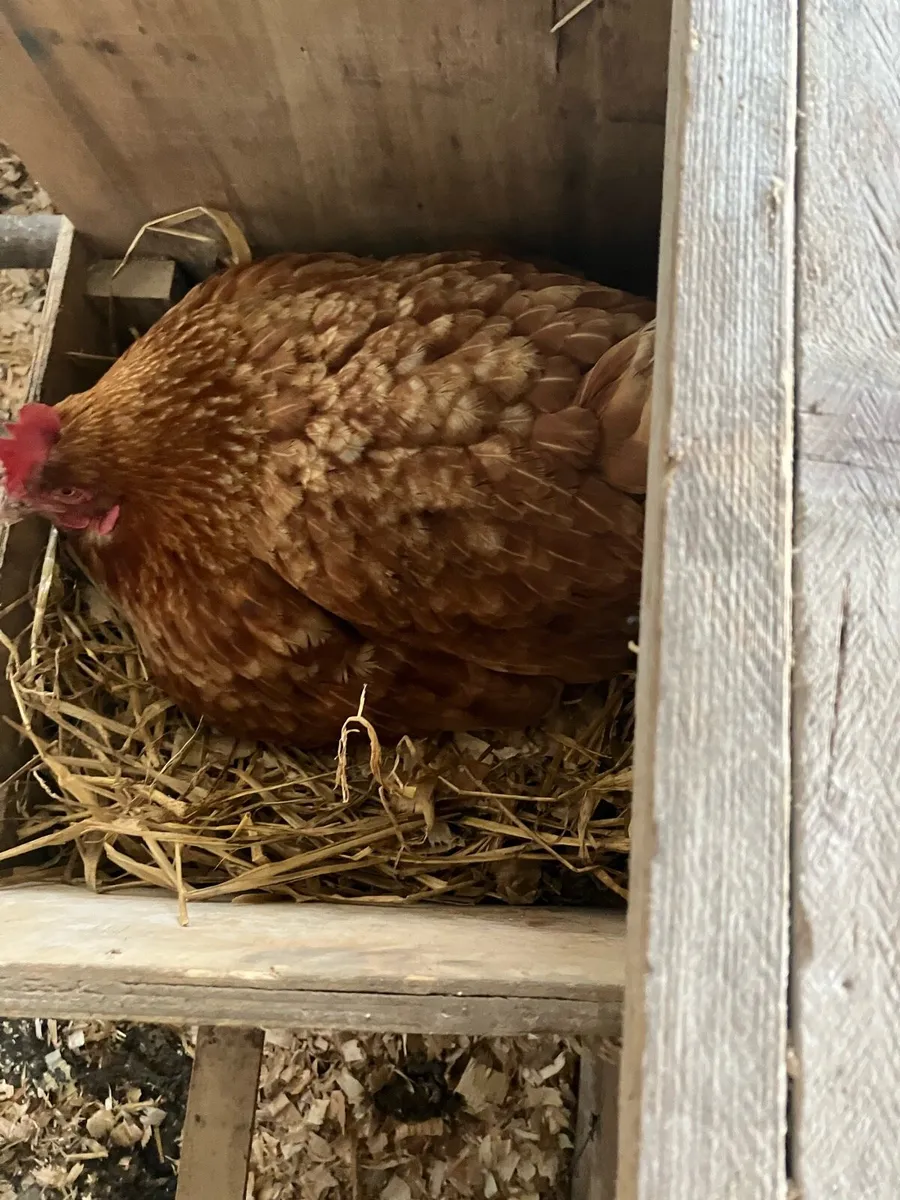 Broody hen - Image 1