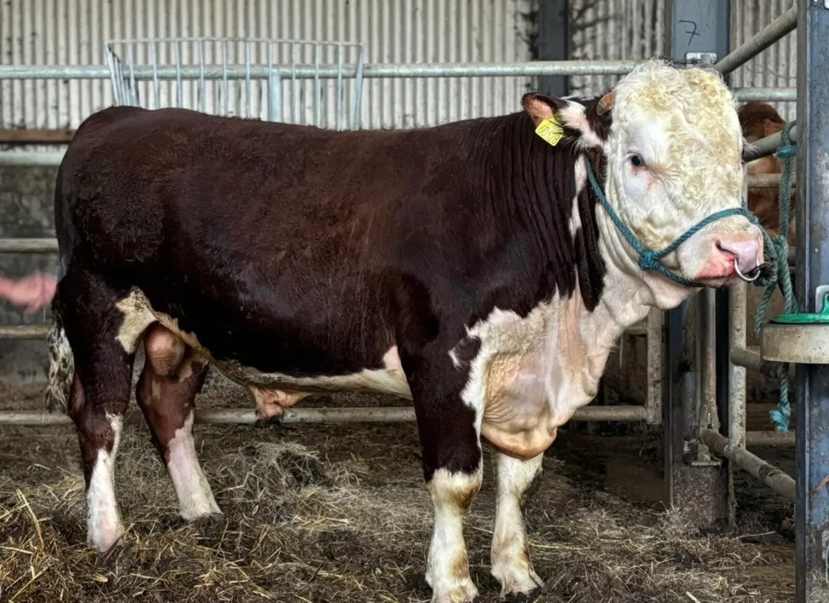 Easy calving Hereford bulls - Image 1