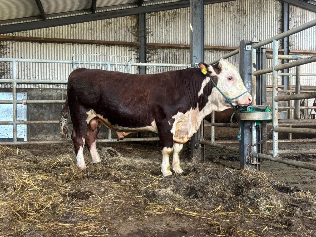 Easy calving Hereford bulls - Image 2