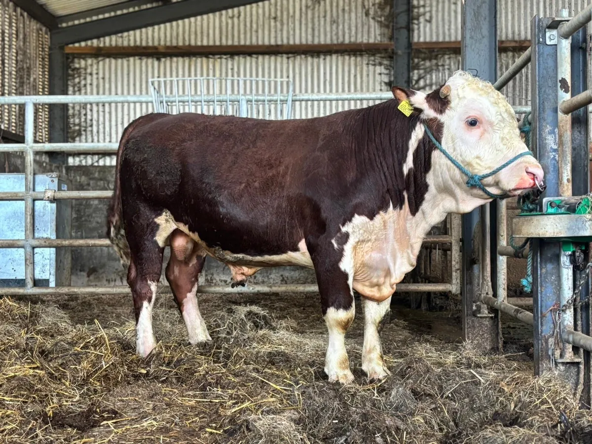 Easy calving Hereford bulls - Image 3